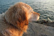 A labrador watches the sunset at Salthill, Sunday 6 April 2003. Photo: Joe Desbonnet