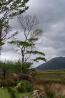 A Windy Day in Connemara