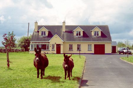 Donkeys Oisin and Simone